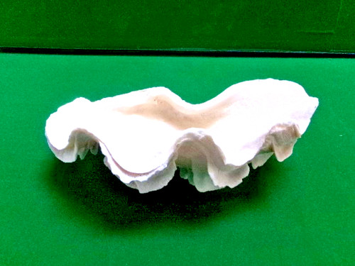 Ancien coquillage bénitier - coquillage,