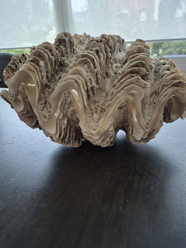 Benitier geant bivalve - geant,
