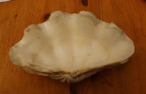 Coquillage grand bénitier - bénitier,