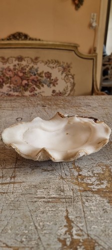 Beautifull tridacna gigas clam - beautifull,